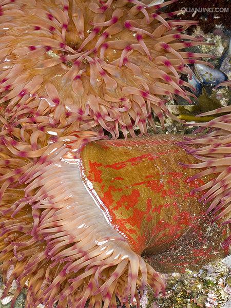 海葵