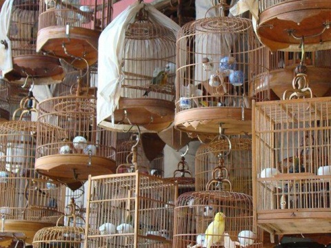 广州花地湾花鸟鱼虫批发市场