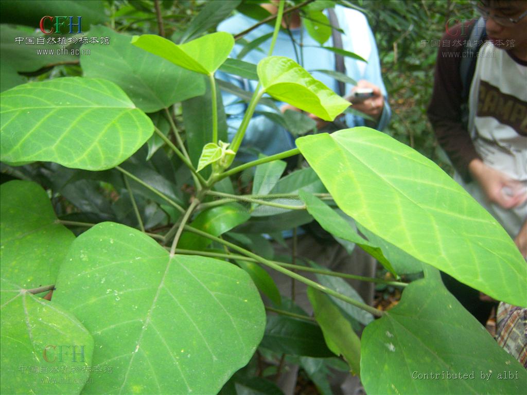  p>黄桐属( a target="_blank" href="/item/学名/8074290" data