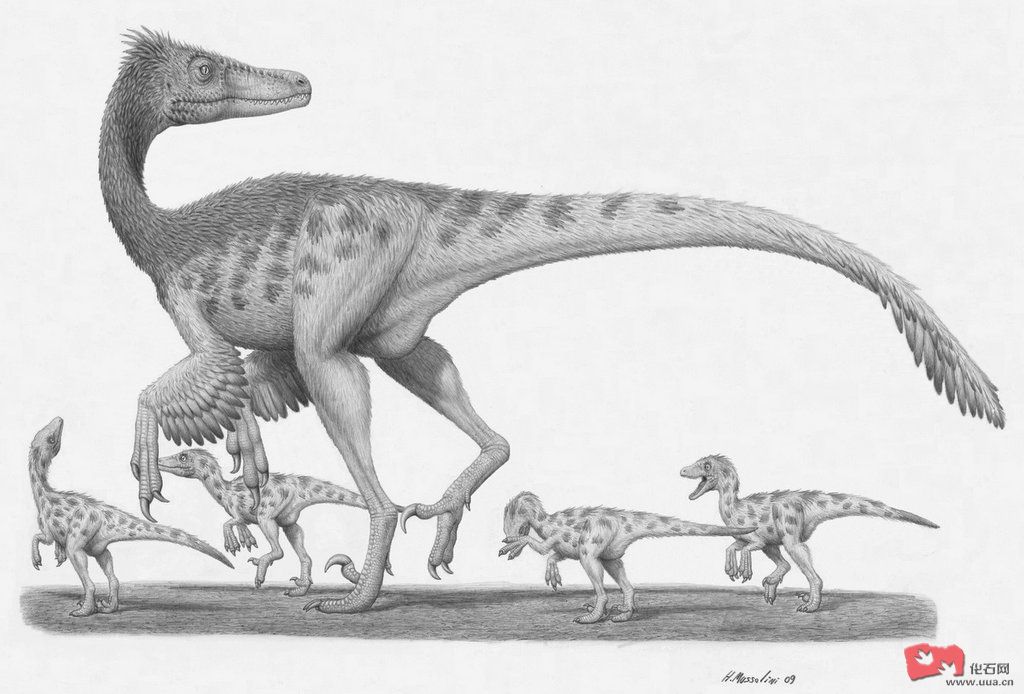  p>驰龙科(dromaeosauridae)是群类似 a href="#" data-lemmaid="