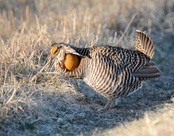 greater prairie chicken
