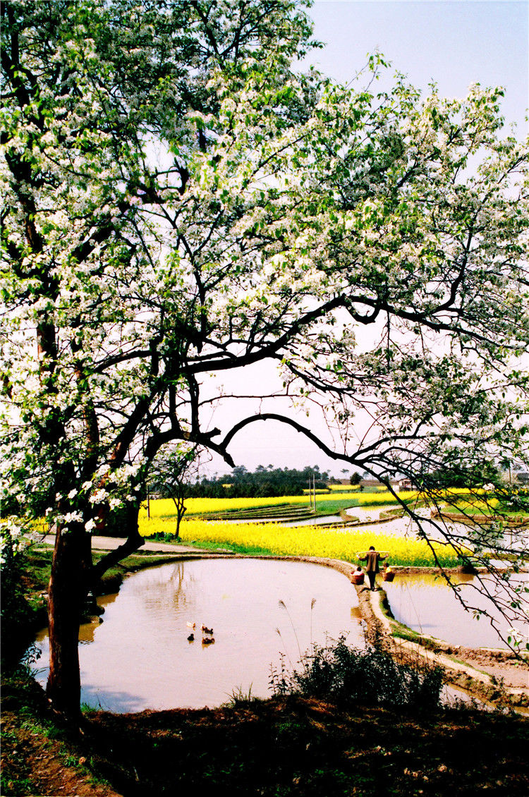 桃花岛位于重庆永川卫星湖景区,岛屿俯瞰呈