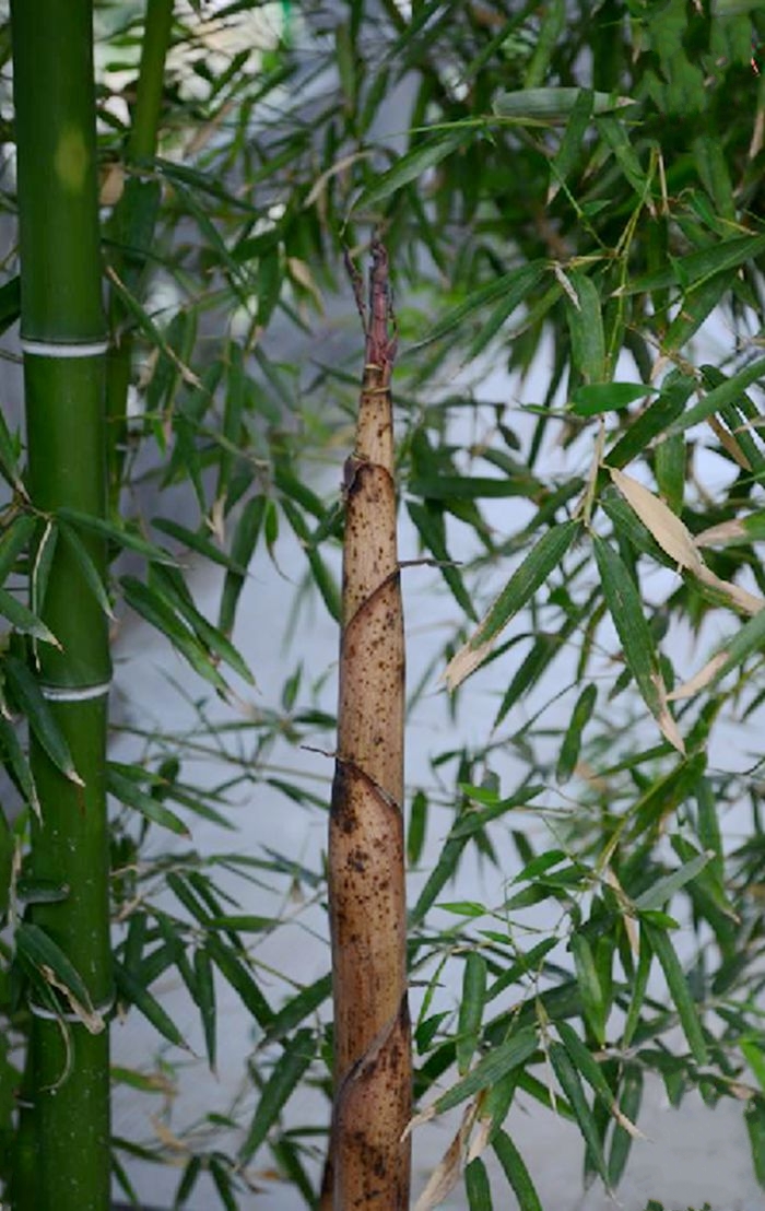  p>花哺鸡竹(学名: i>phyllostachys glabrata /i> s. y. chen et c.