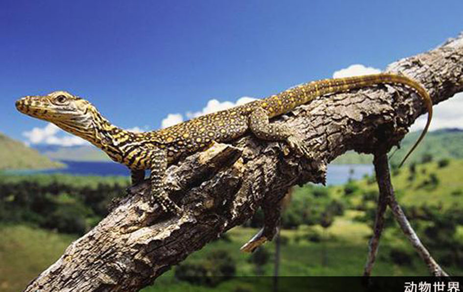  p>科莫多巨蜥,学名 b> i>varanus komodoensis /i> /b>(ouwens,1912)