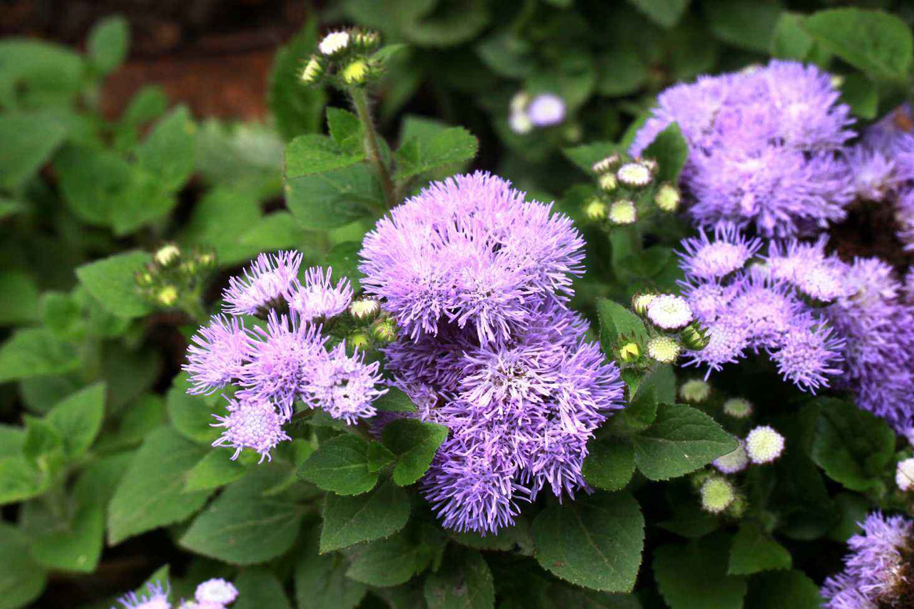  p>藿香蓟(学名: i>ageratum conyzoides /i>  l.