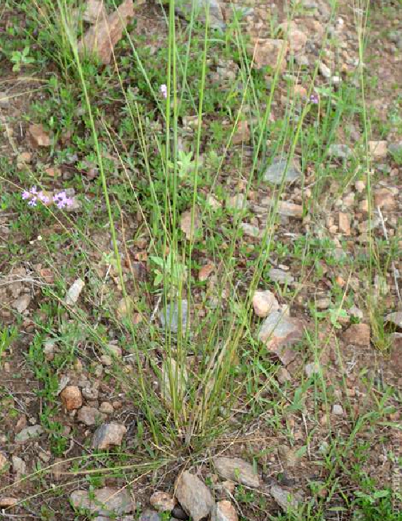  p>狼针草(学名: i>stipa baicalensis /i> roshev.