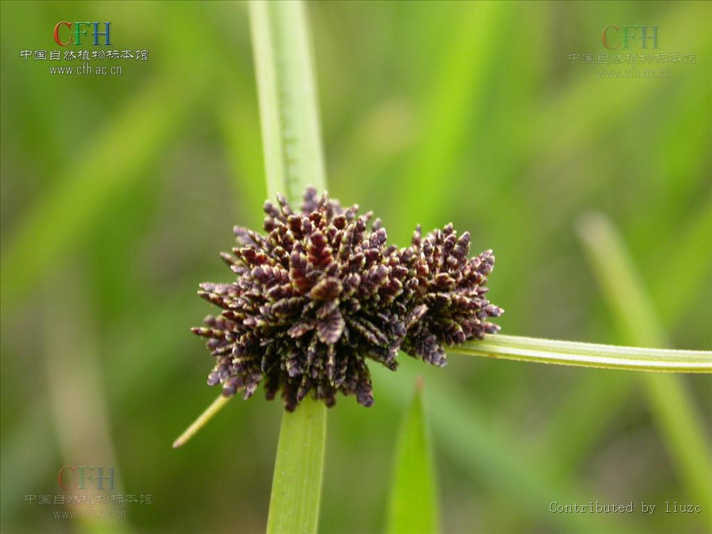  p>褐穗莎草(学名:cyperus fuscus linn. sp. pl. ed.