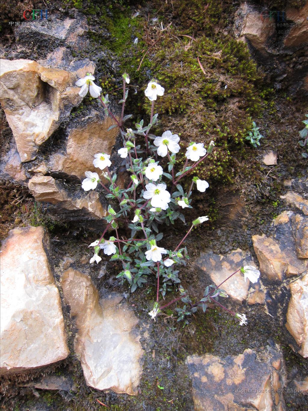 arenaria barbata franch