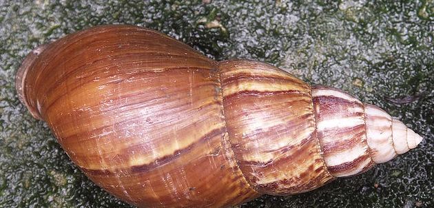 褐云玛瑙蜗牛