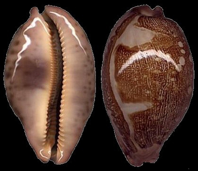  p>酒红地图宝螺(学名:leporicypraea mappa var.