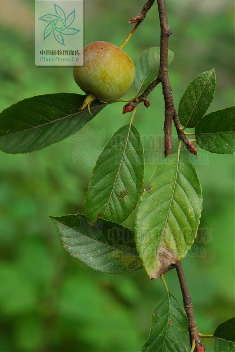  p>台湾林檎,是 a>苹果属 /a>植物,产于台湾,分布于越南,老挝.