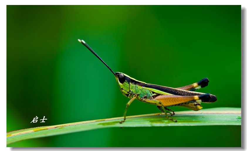  p>青脊竹蝗, i>ceracris nigricornis  /i>walker,是直翅目 a href="