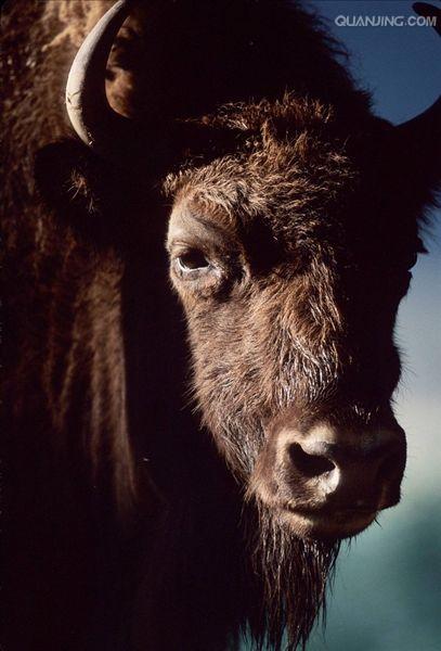 欧洲野牛(aurochs)