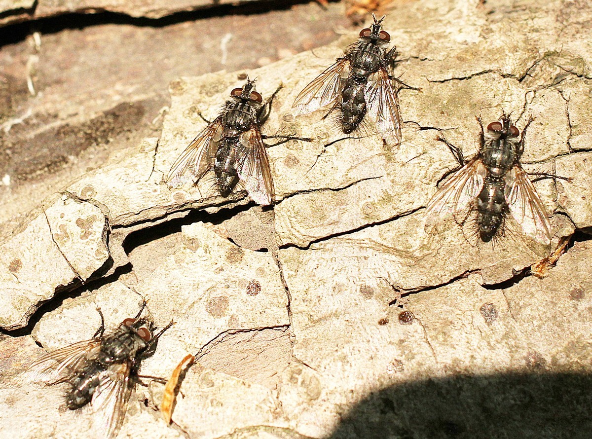 成蝇体长约6毫米,雌蝇体较雄蝇稍大,其幼虫(蛆)孳生在人粪中.