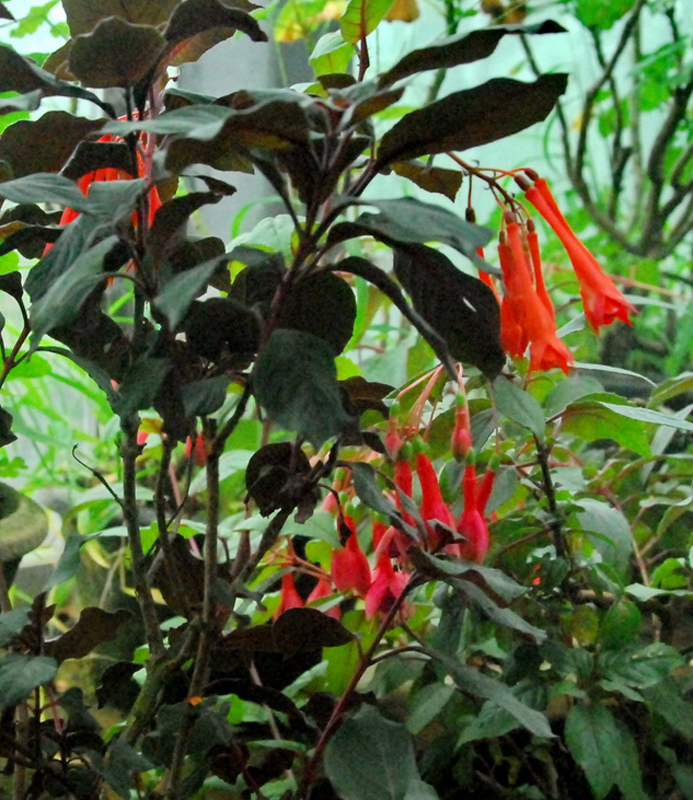 是柳叶菜科倒挂金钟属亚灌木植物.