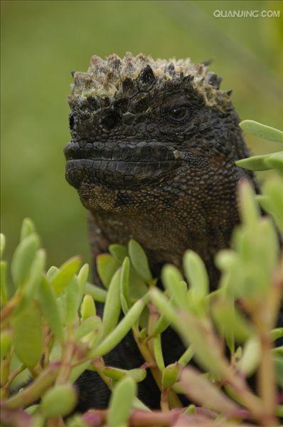  p>海鬣蜥(学名: i>amblyrhynchus cristatus /i>):是仅出没在 a href