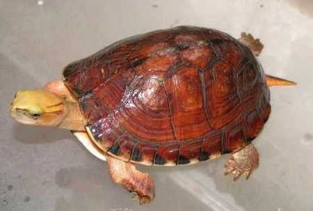  p>闭壳龟属(学名: i>cuora /i>)是龟鳖目,龟科下的一个属,通称闭壳龟