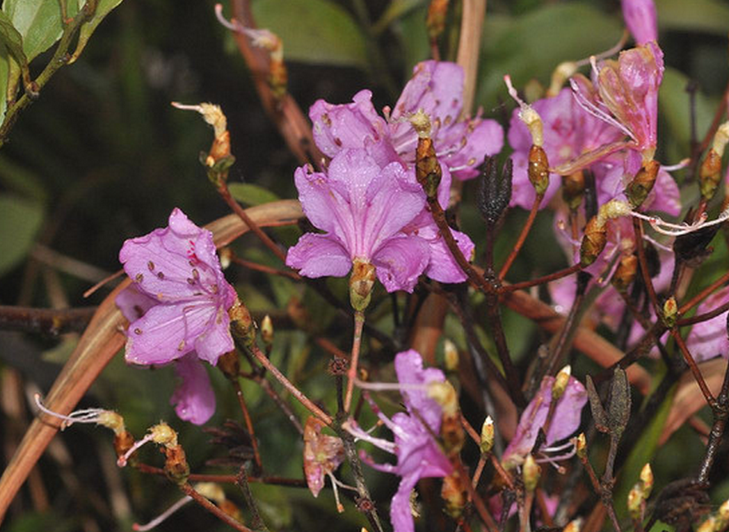  p>丁香杜鹃(学名: i>rhododendron farrerae /i> tate ex sweet)