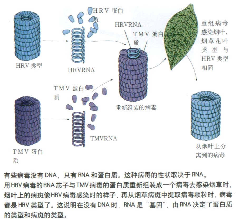 噬菌体是病毒中最为普遍