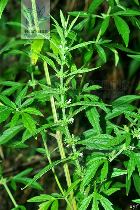  p>假鬃尾草( a href="#" data-lemmaid="8074290">学名 /a>:leonurus