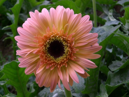  p>非洲菊(学名: i>gerbera jamesonii /i> i>  /i>bolus)是 a href="