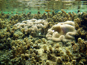  p>巨型列指海葵stichodactyla gigantean属於列指海葵科stichodactyl