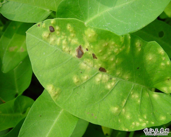 担子菌纲/6496350" data-lemmaid="6496350">担子菌纲 /a>,锈菌目,柄