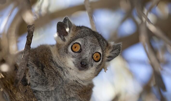  p>白足鼬狐猴也叫 a href="#">白脚猴 /a>,素有" a href="#">拳击猴 