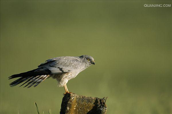  p>乌灰鹞(学名: i>circus pygargus /i>)为隼形目,鹰科鹞属的鸟类.