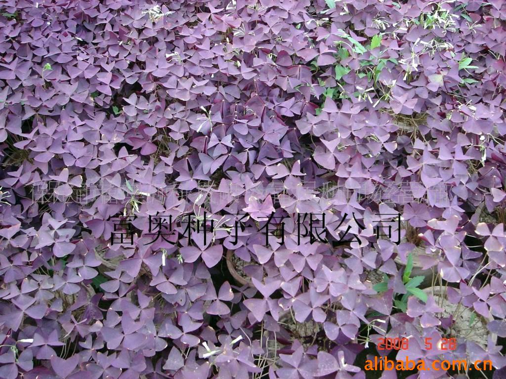  p>紫三叶草层低密,叶色鲜艳,地面覆盖度好,是新型的彩叶地被植物