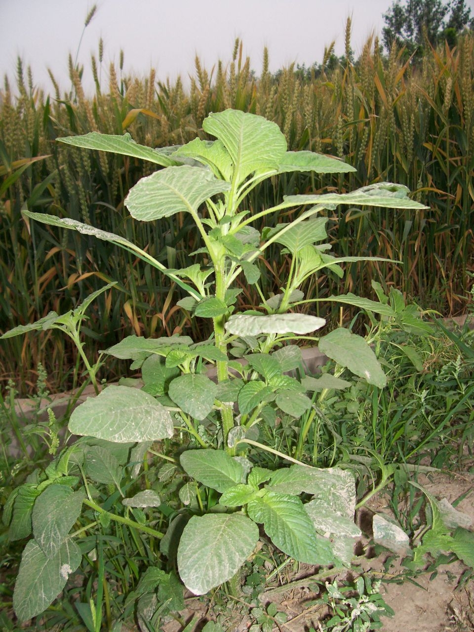  p>刺苋(学名: i>amaranthus spinosus /i> l.