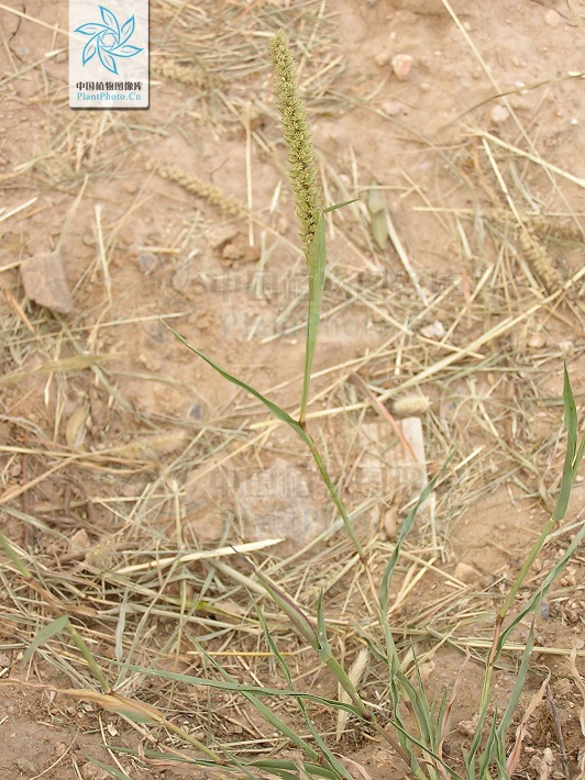  p>锋芒草(学名: b>tragus /b>&nbsp; b>mongolorum /b>&nbsp