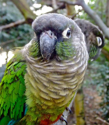 绿颊锥尾鹦鹉