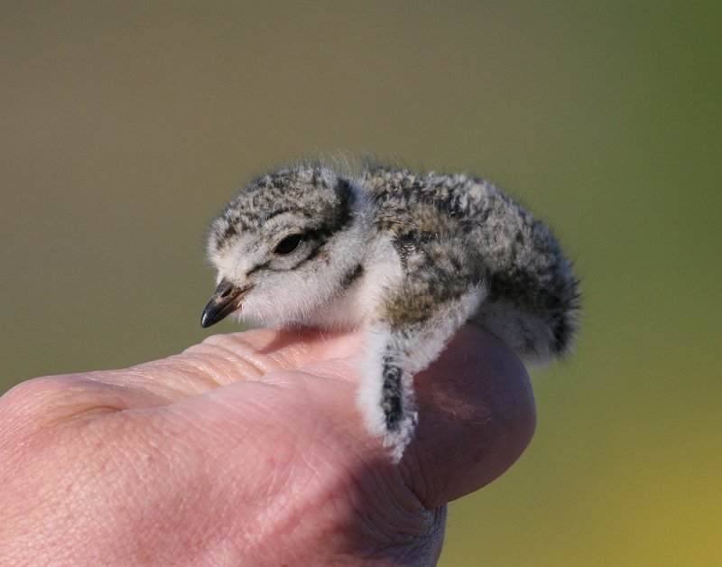 charadrius hiaticula