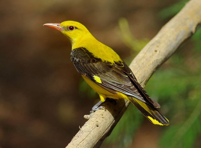 eurasian golden-oriole