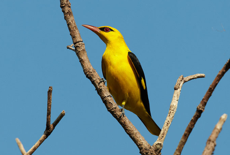 eurasian golden-oriole