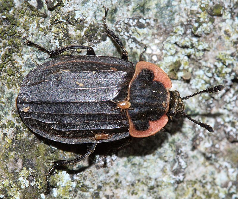  p>葬甲科(silphidae,carrion beetles)又称 a href="#" data-lemmaid