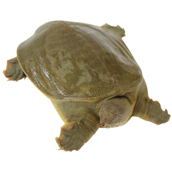 鳖属_百度百科