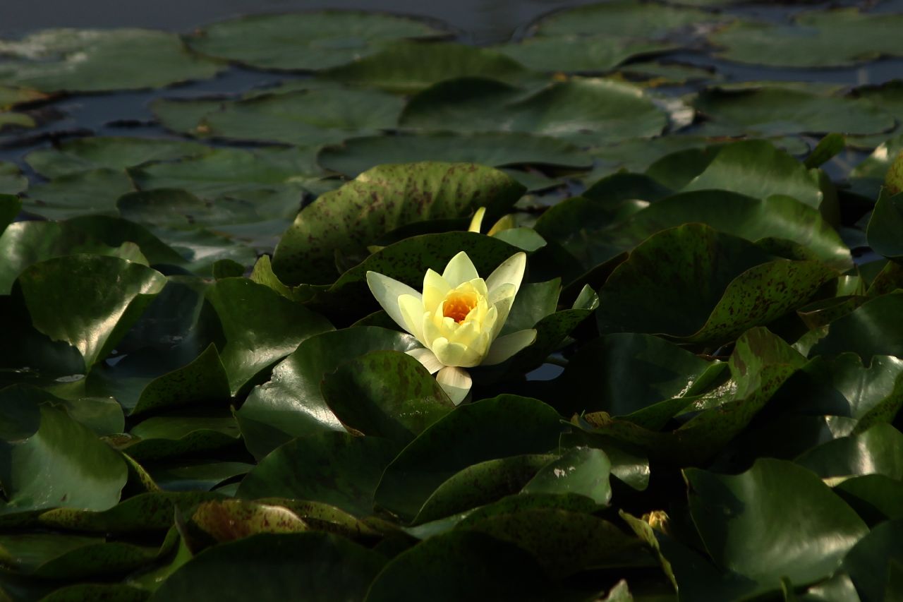 ">莲藕 /a>,属 a href="#" data-lemmaid="8238969">莲科 /a>植物根茎