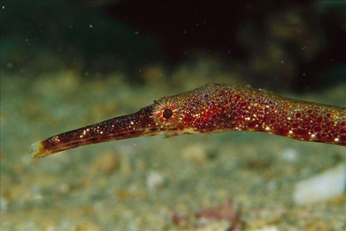  p>拟海龙,又称"棘海龙",为 a href="#" data-lemmaid="2520993">辐鳍