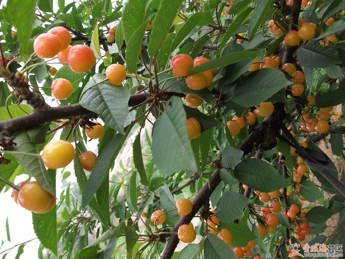 诸城黄樱桃集中产地在诸城市 a target="_blank" href="/item/桃林乡