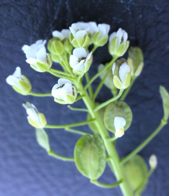  p>榆钱菠菜(学名: i>atriplex hortensis /i> l.