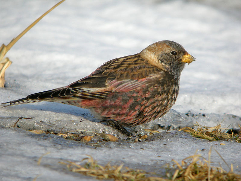  p>粉红腹岭雀(学名: i>leucosticte arctoa /i>):为燕雀科岭雀属的 a