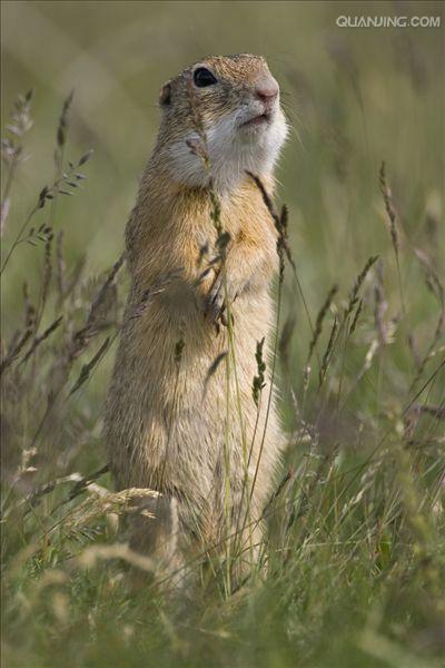 spermophilus dauricus