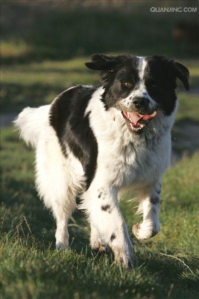 很多育犬协会认为"兰西尔犬"只是newfoundland犬一个简单的(有)黑白
