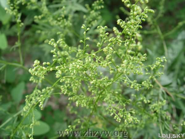  p>甘肃南牡蒿( a target="_blank" href="/item/学名/8074290" data