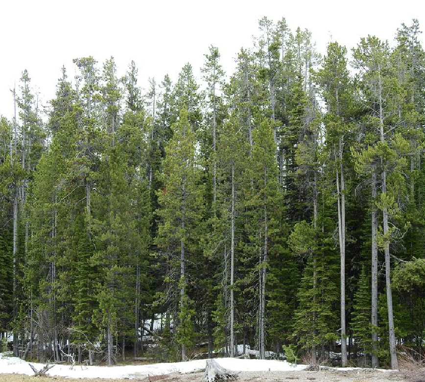  p>扭叶松(学名: i>pinus /i>  i>contorta /i> douglas ex loudon)是