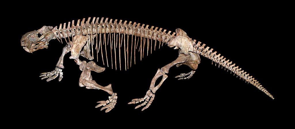  p>二齿兽是属于二齿兽科的一种古爬行动物.