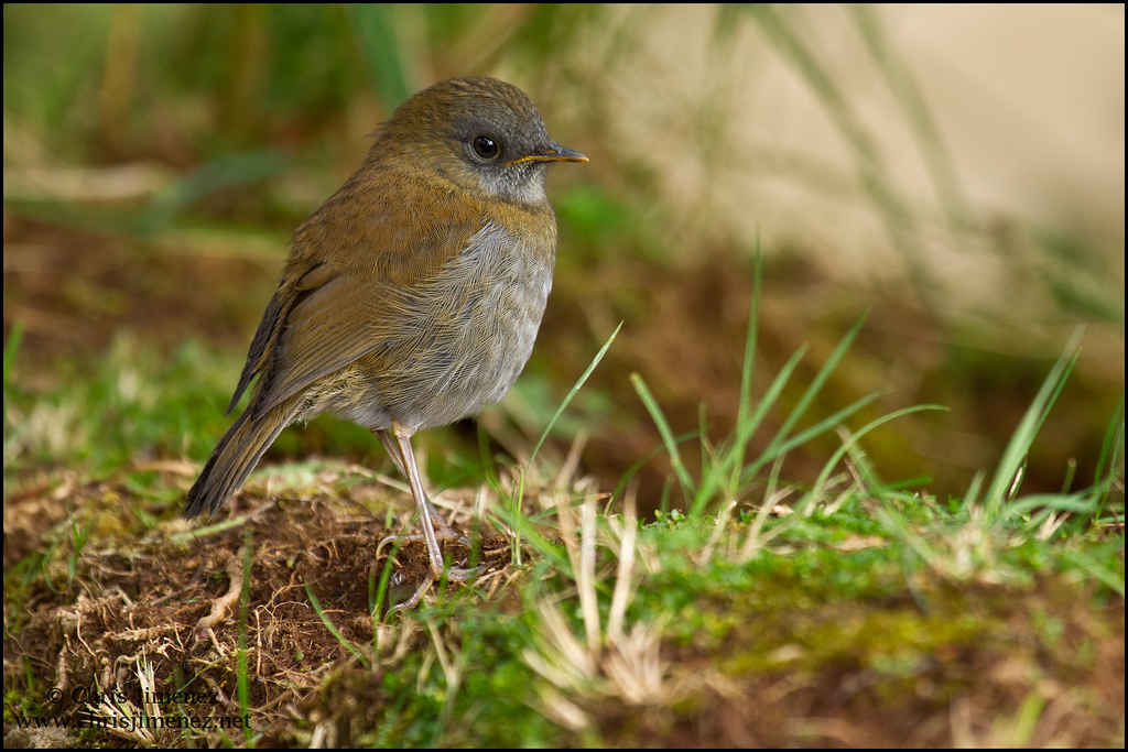 black-billed nightingale-thrush
