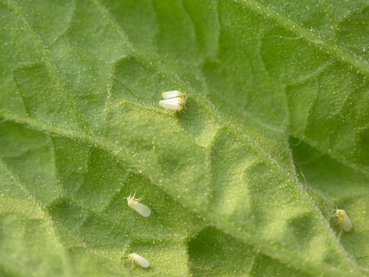  p>烟粉虱(学名: i>bemisia tabaci /i> (gennadius)是一种 a>世界性 